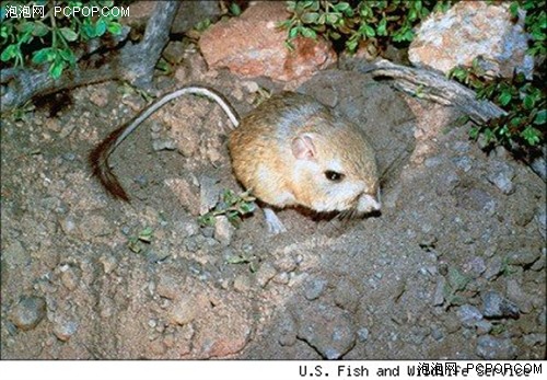 雷米奇遇记国内什么时候上映?剧情是什么?:tyc7111cc太阳成集团(图3) 太阳成tyc7111cc