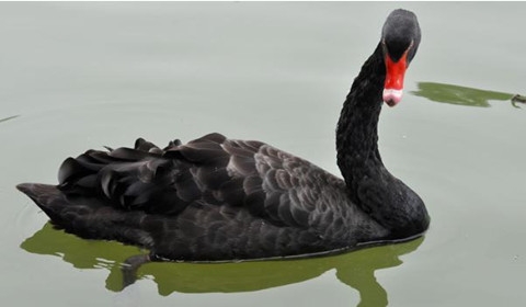 《归鸿》迎来收官 石天琦反派女间谍深入人心“太阳成tyc7111cc”(图3) 太阳成tyc7111cc官网