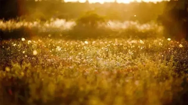 太阳成tyc7111cc官网