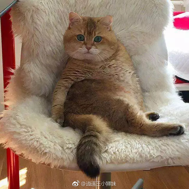 太阳成tyc7111cc官网