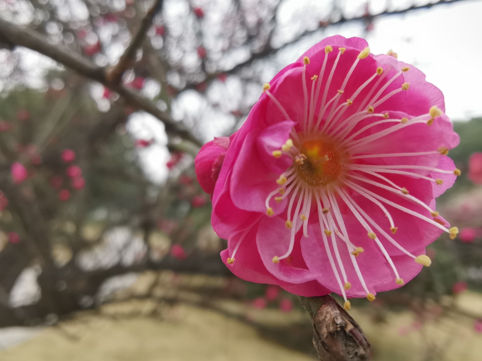 刘谦香港嫩模女友李蕴曝光 亲赴机场接机秀恩爱_tyc7111cc太阳成集团(图1) 太阳成tyc7111cc官网