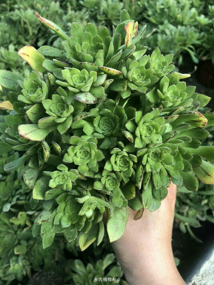 tyc7111cc太阳成集团