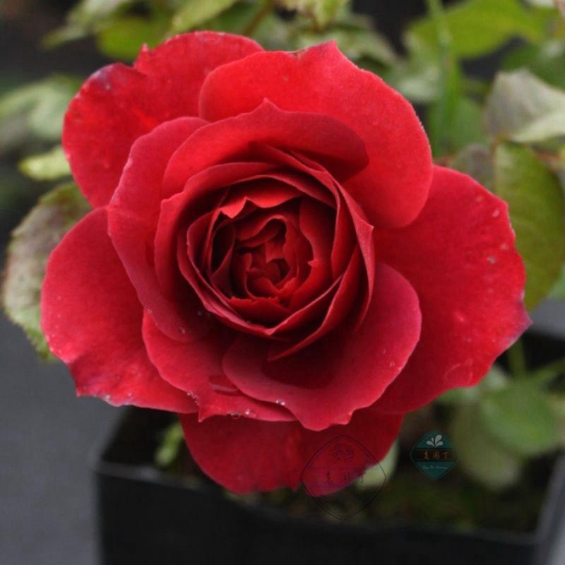 “tyc7111cc太阳成集团”电影《死亡游戏》发布“杀人游戏”版海报改档6月3日(图4) 太阳成tyc7111cc官网