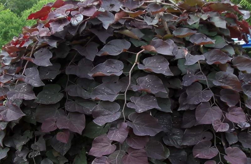 《变形金刚4》荣耀中国 派拉蒙设晚宴表谢意【tyc7111cc太阳成集团】(图1) tyc7111cc太阳成集团