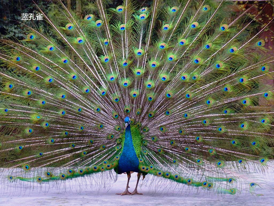 想唱就唱吧!05届超女《向往的生活3》合体引发高能回忆杀_太阳成tyc7111cc(图1) tyc7111cc太阳成集团