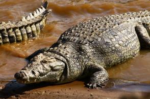 太阳成tyc7111cc官网