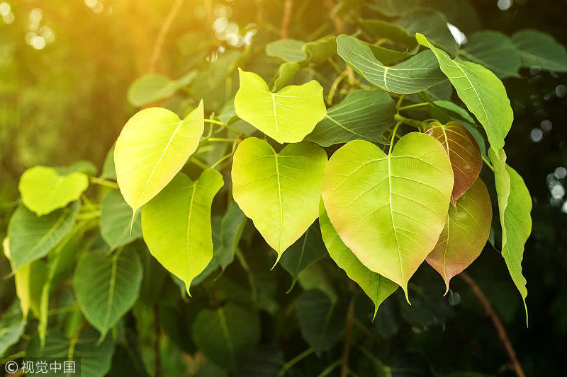 “太阳成tyc7111cc官网”烟花电影和你的名字有什么相似之处?哪部电影更好看(图2) tyc7111cc太阳成集团