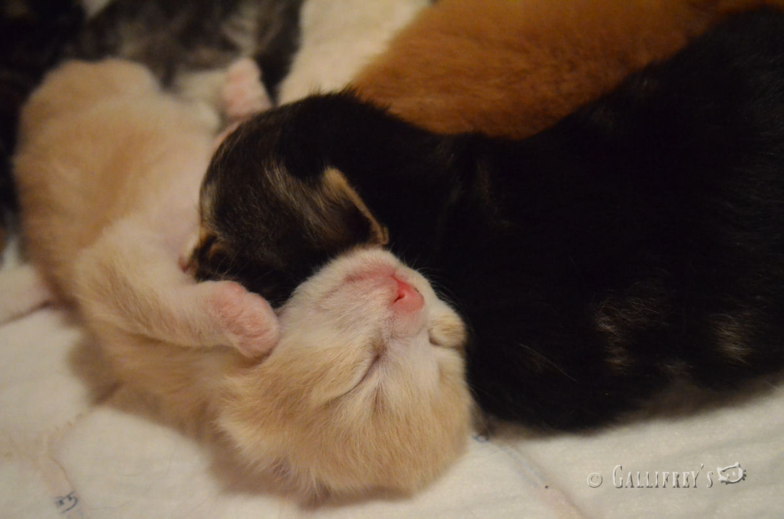 太阳成tyc7111cc官网|花山瑶族乡积极开展12.4宪法宣传活动(图3) 太阳成tyc7111cc