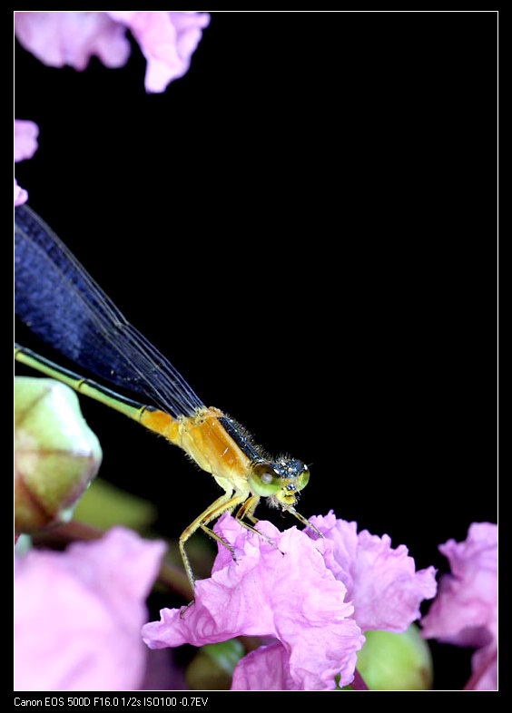 “太阳成tyc7111cc”白龙王下葬钦南堂 墓室各神仙福荫后人(图2) 太阳成tyc7111cc官网