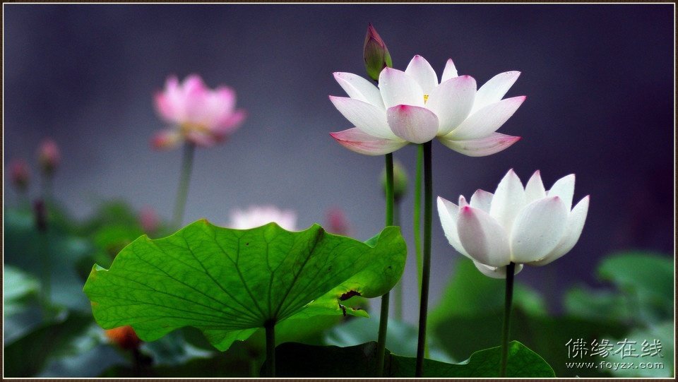 太阳成tyc7111cc官网